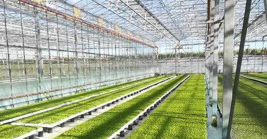 Casal Bio Plant è un'azienda agricola biologica che vanta una vasta produzione di piantine da ortaggi, pomodori da industria e piante officinali.